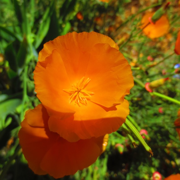 hoppypoppy11